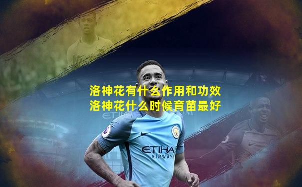 洛神花有什么作用和功效洛神花什么时候育苗最好